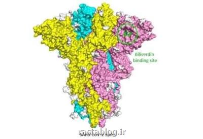 چرا تعدادی از مبتلایان به كووید-۱۹ به رغم داشتن آنتی بادی زیاد به شدت بیمار می شوند؟