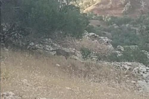 زادآوری پلنگ ایرانی در پارک ملی تندروه شهرستان درگز