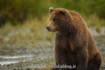حمله خرس قهوه ای به مرد 35 ساله در مرودشت