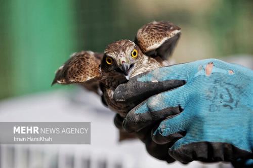 رهاسازی پرندگان شکاری در زیستگاه های طبیعی استان تهران