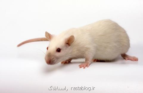 درمان مشكل كبدی موش های پیر با خون موش های جوان