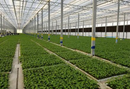 افزایش تولید داخلی نهاده های گلخانه ای با فناوران بومی