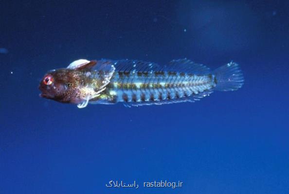 كشف گونه ای جدید از ماهی كه با الهام از همه گیری كووید-19 نام گذاری شد